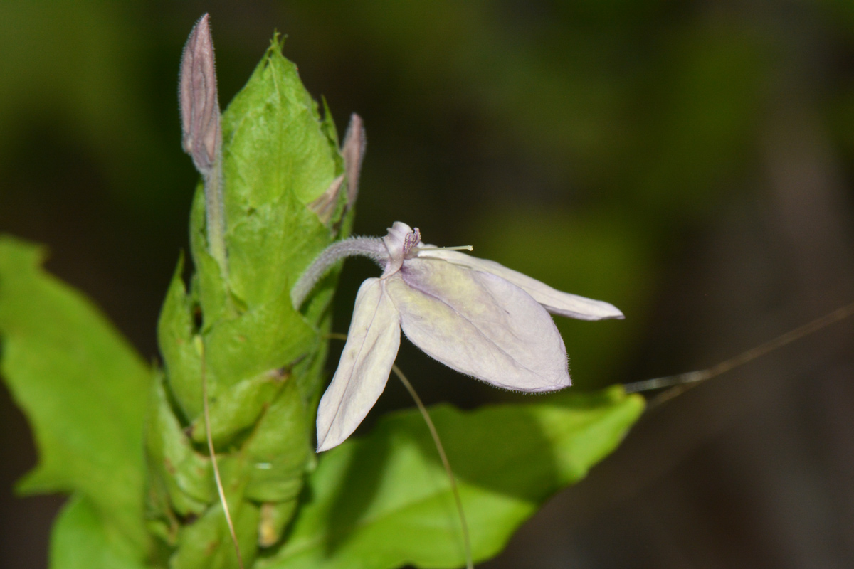 Ecbolium clarkei var. puberulum Ecbolium clarkei var. puberulum