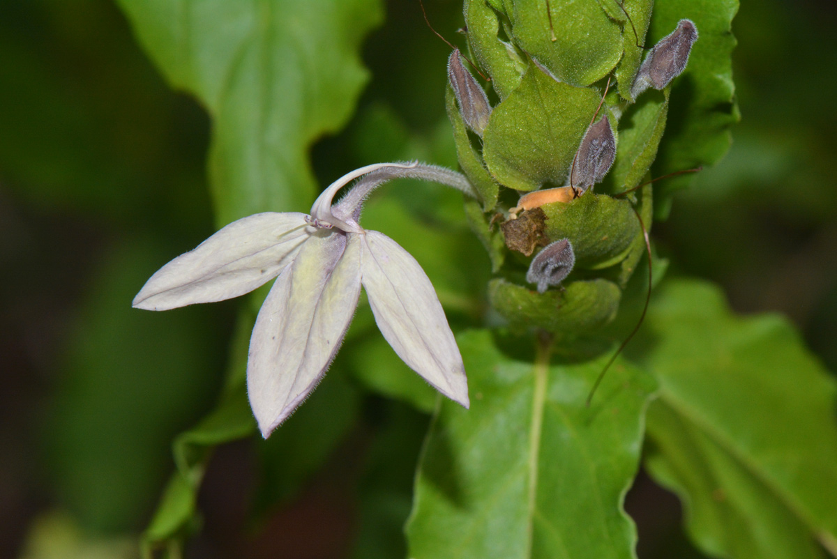 Ecbolium clarkei var. puberulum