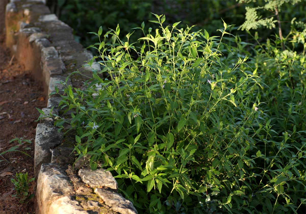 Megalochlamys hamata Megalochlamys hamata