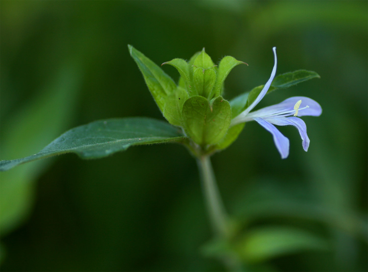 Megalochlamys hamata