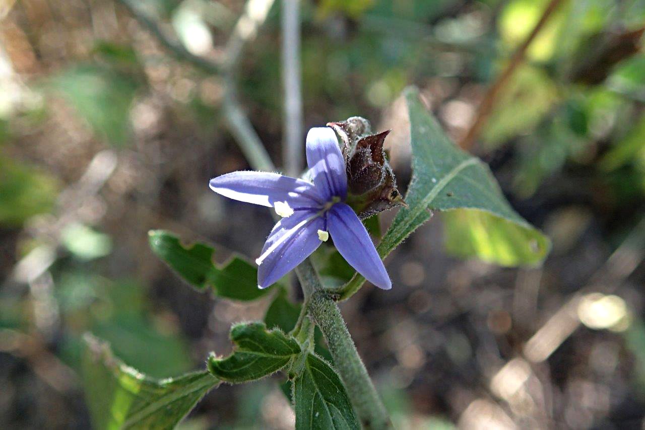 Megalochlamys hamata Megalochlamys hamata