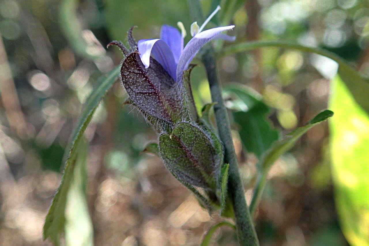 Megalochlamys hamata Megalochlamys hamata