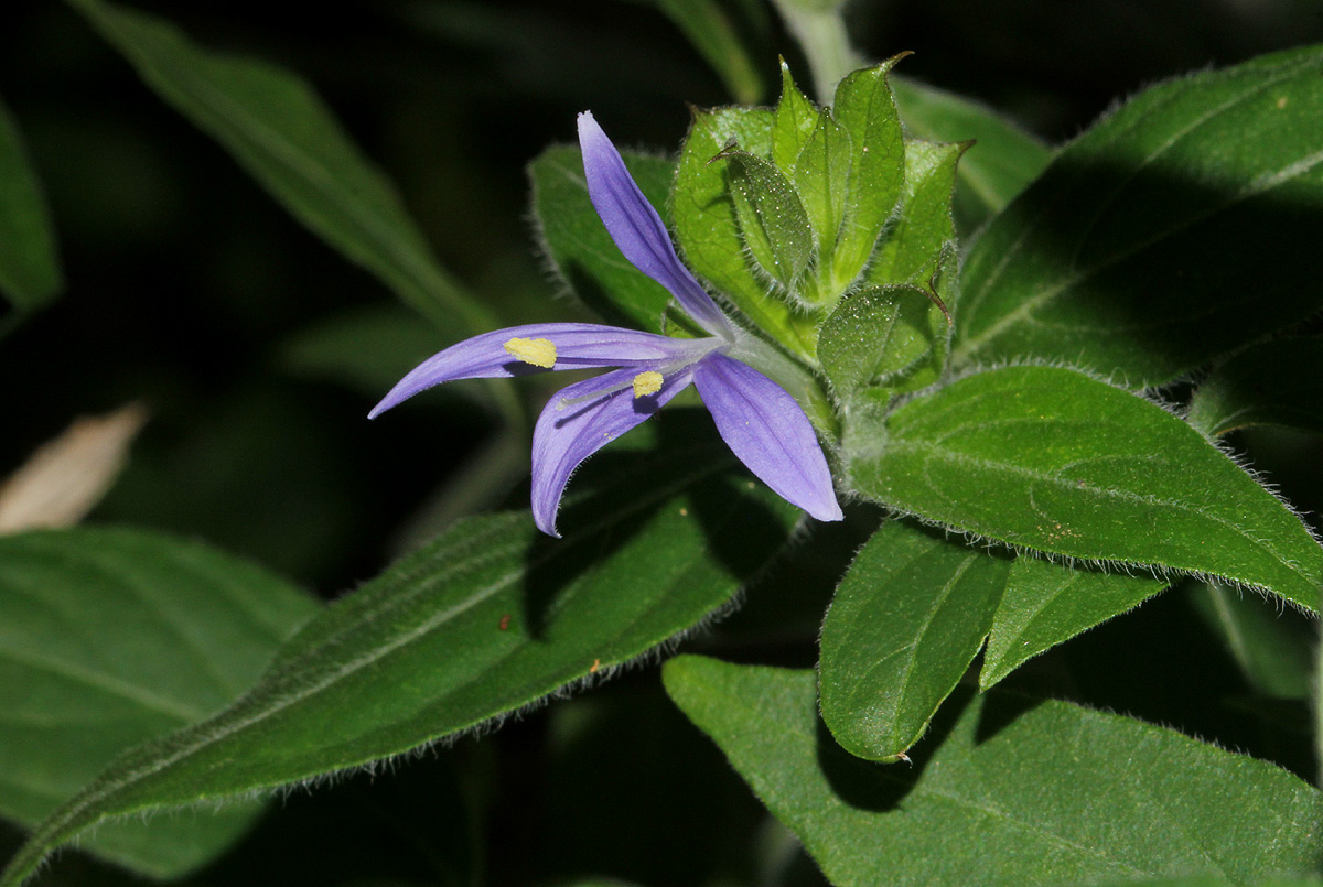 Megalochlamys hamata Megalochlamys hamata