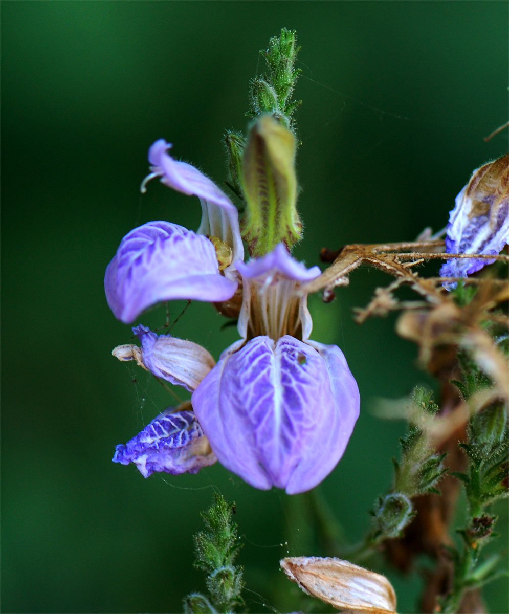 Isoglossa floribunda subsp. floribunda