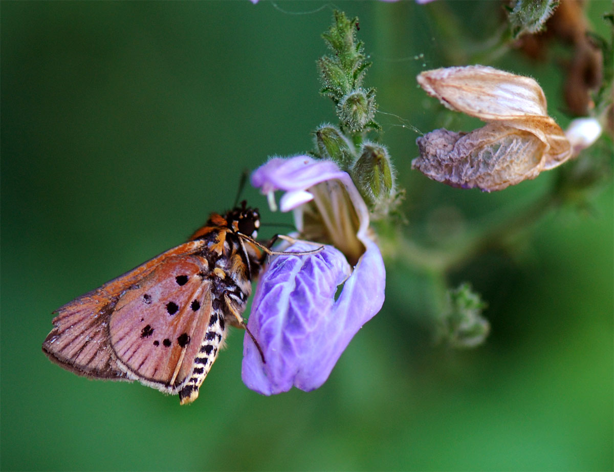 Isoglossa floribunda subsp. floribunda