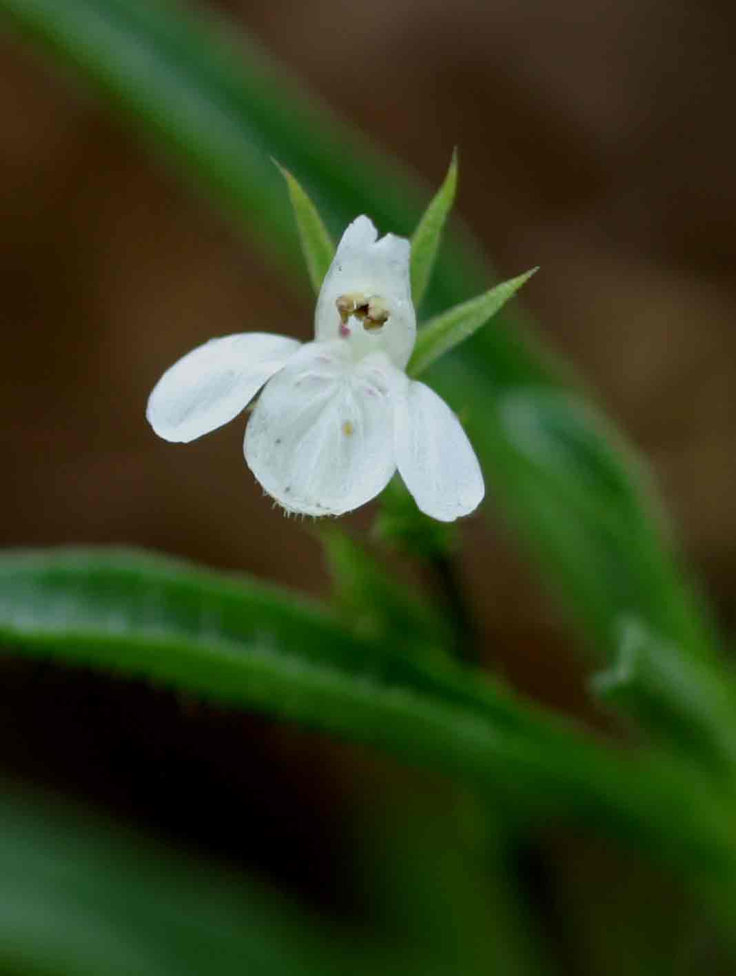 Justicia anagalloides