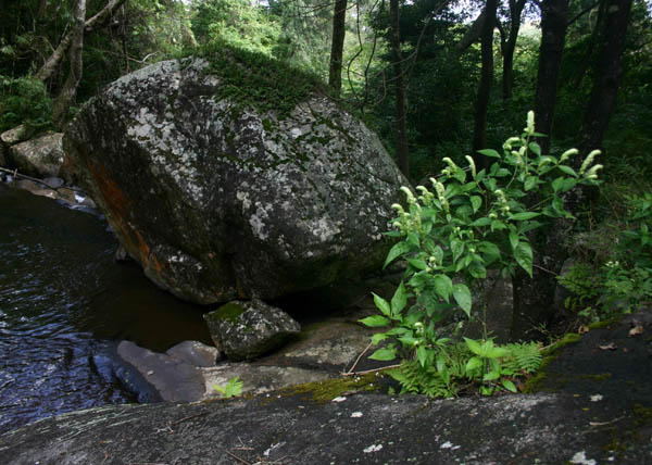 Justicia betonica Justicia betonica