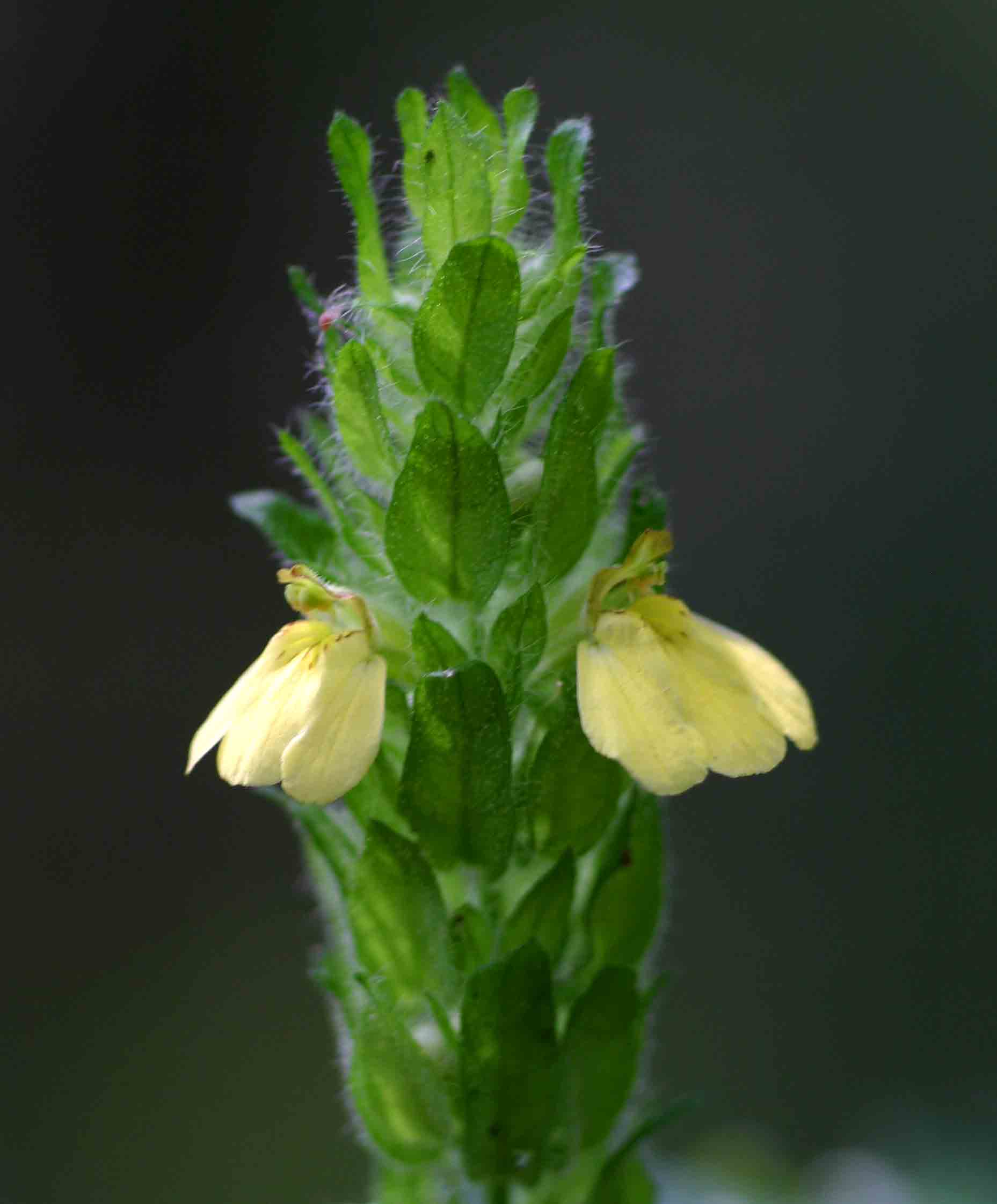 Justicia flava Justicia flava