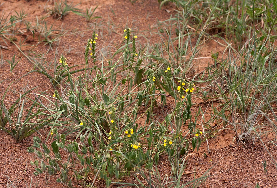 Justicia flava Justicia flava