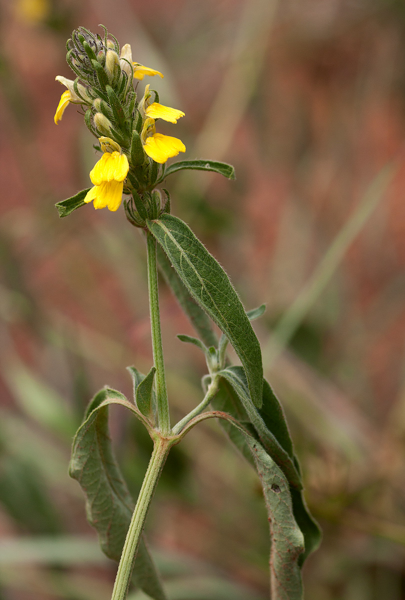 Justicia flava Justicia flava