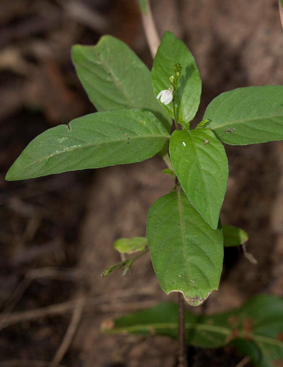 Justicia matammensis Justicia matammensis