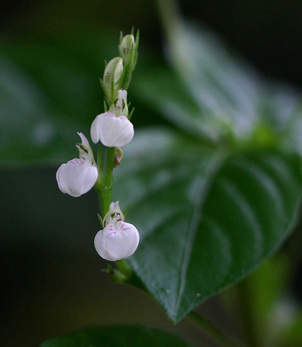 Justicia matammensis