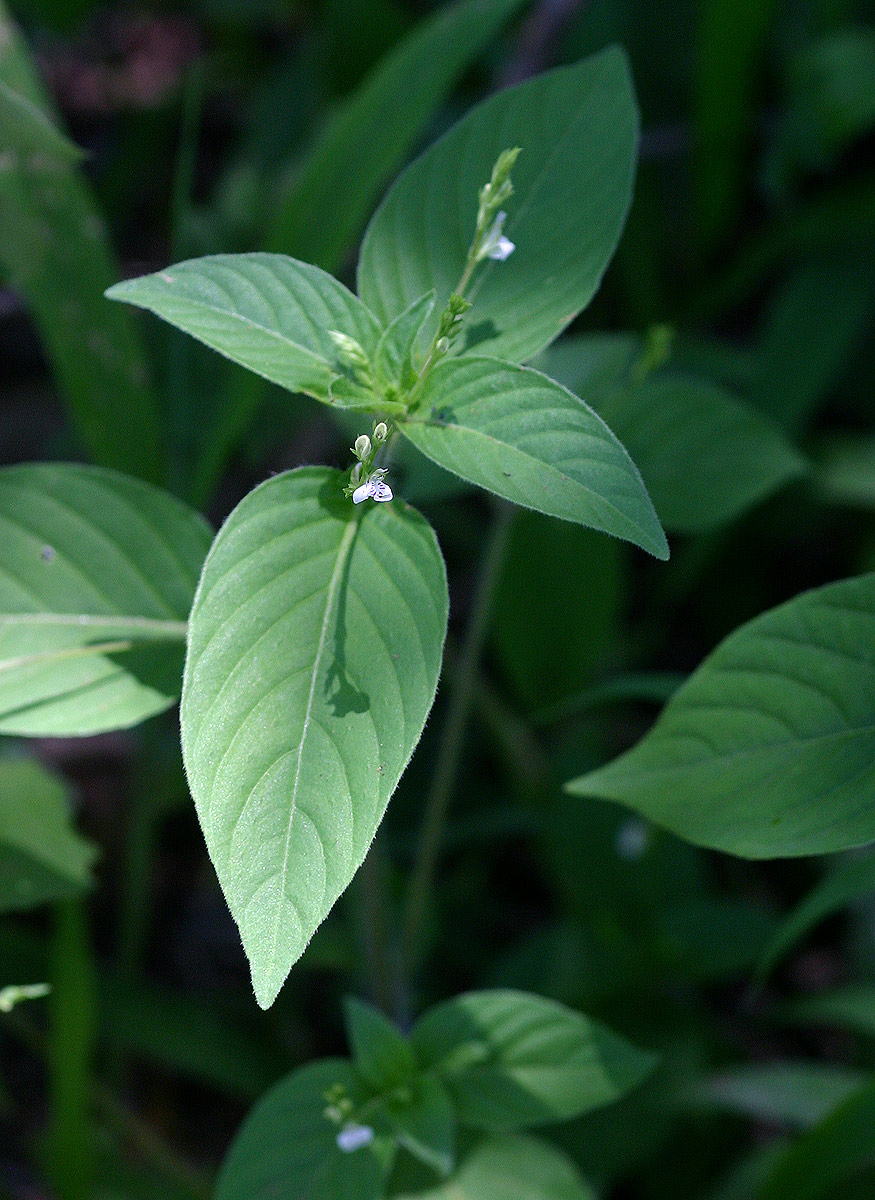 Justicia matammensis