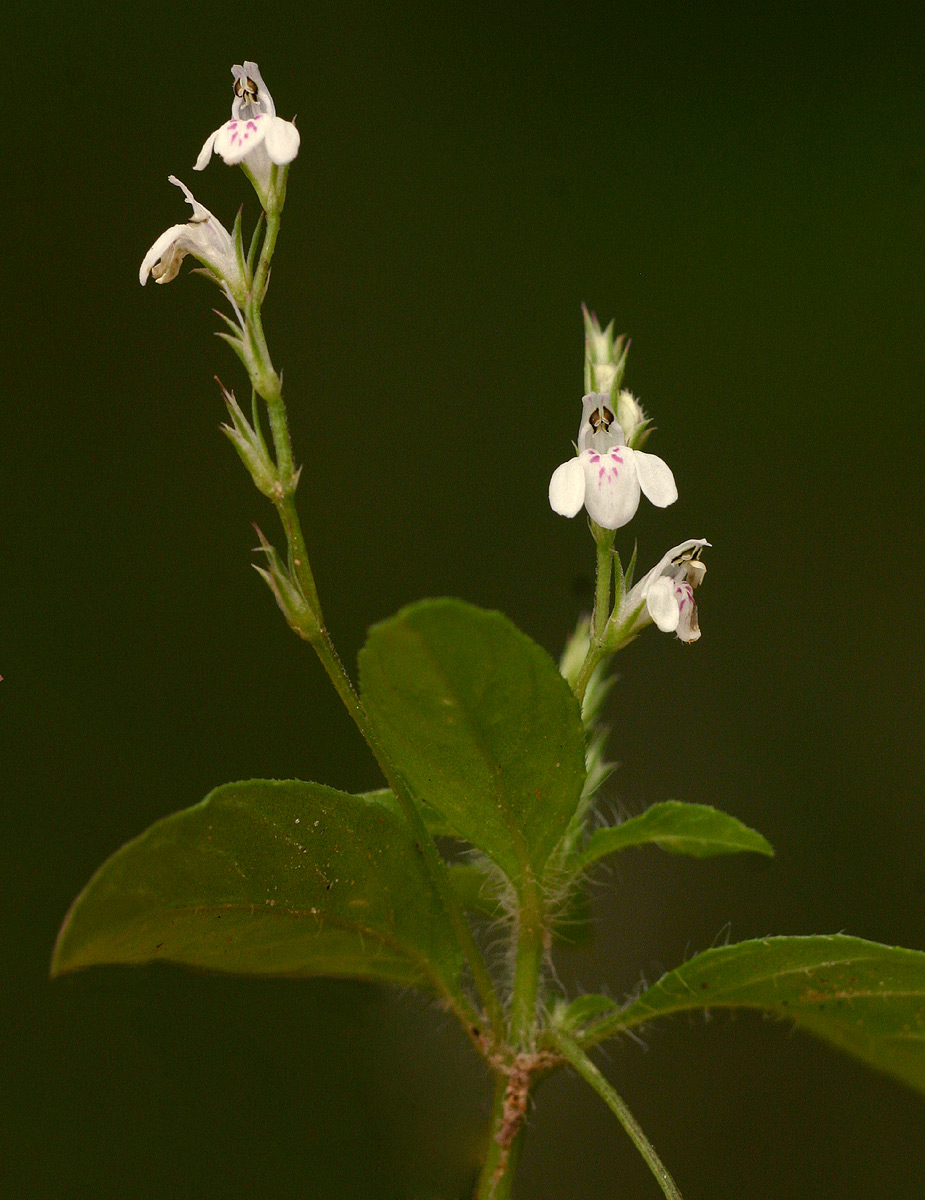 Justicia matammensis