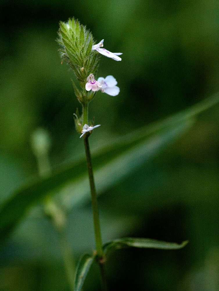 Justicia nyassana Justicia nyassana