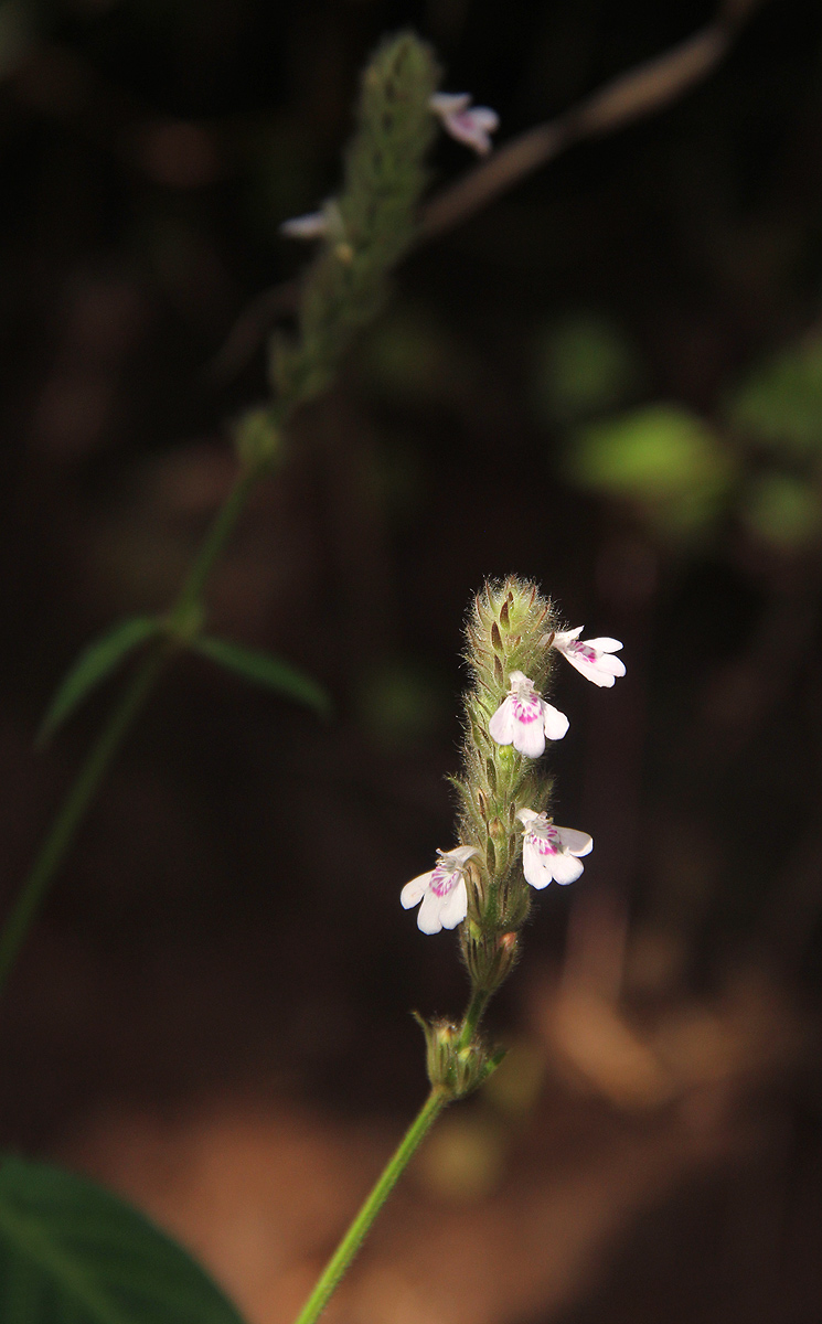 Justicia nyassana Justicia nyassana