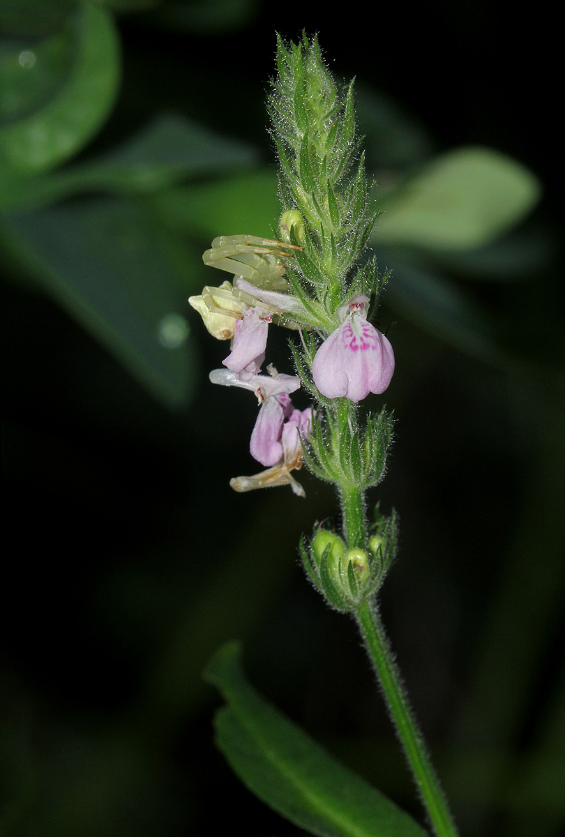 Justicia nyassana Justicia nyassana