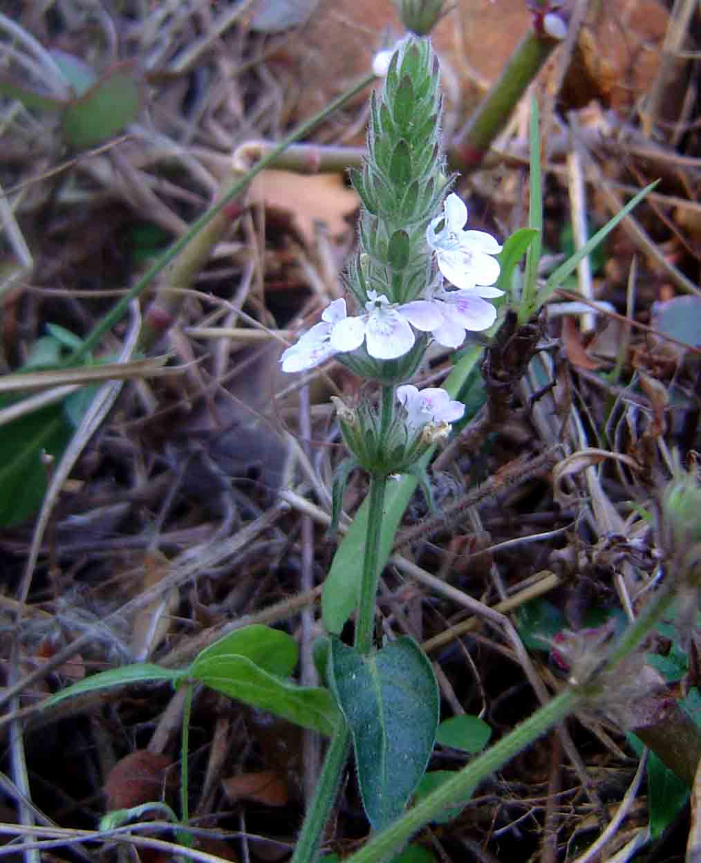 Justicia nyassana Justicia nyassana