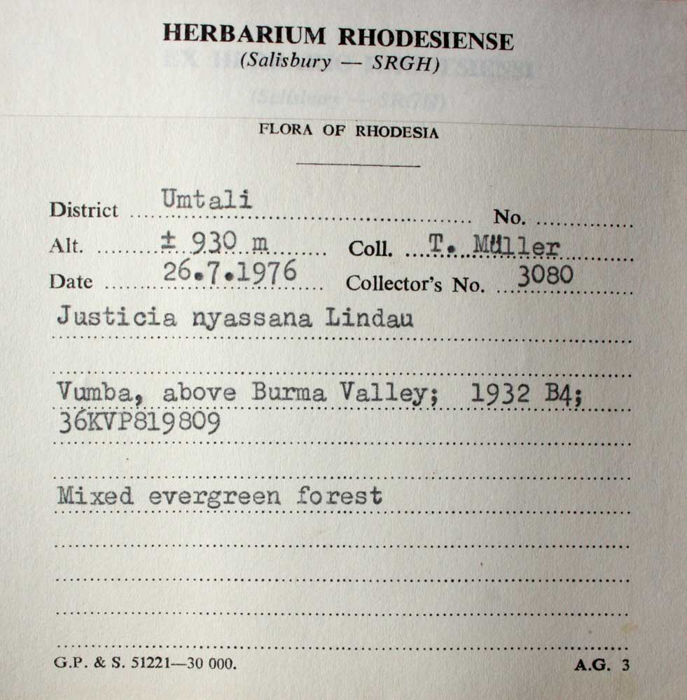 Justicia nyassana Justicia nyassana