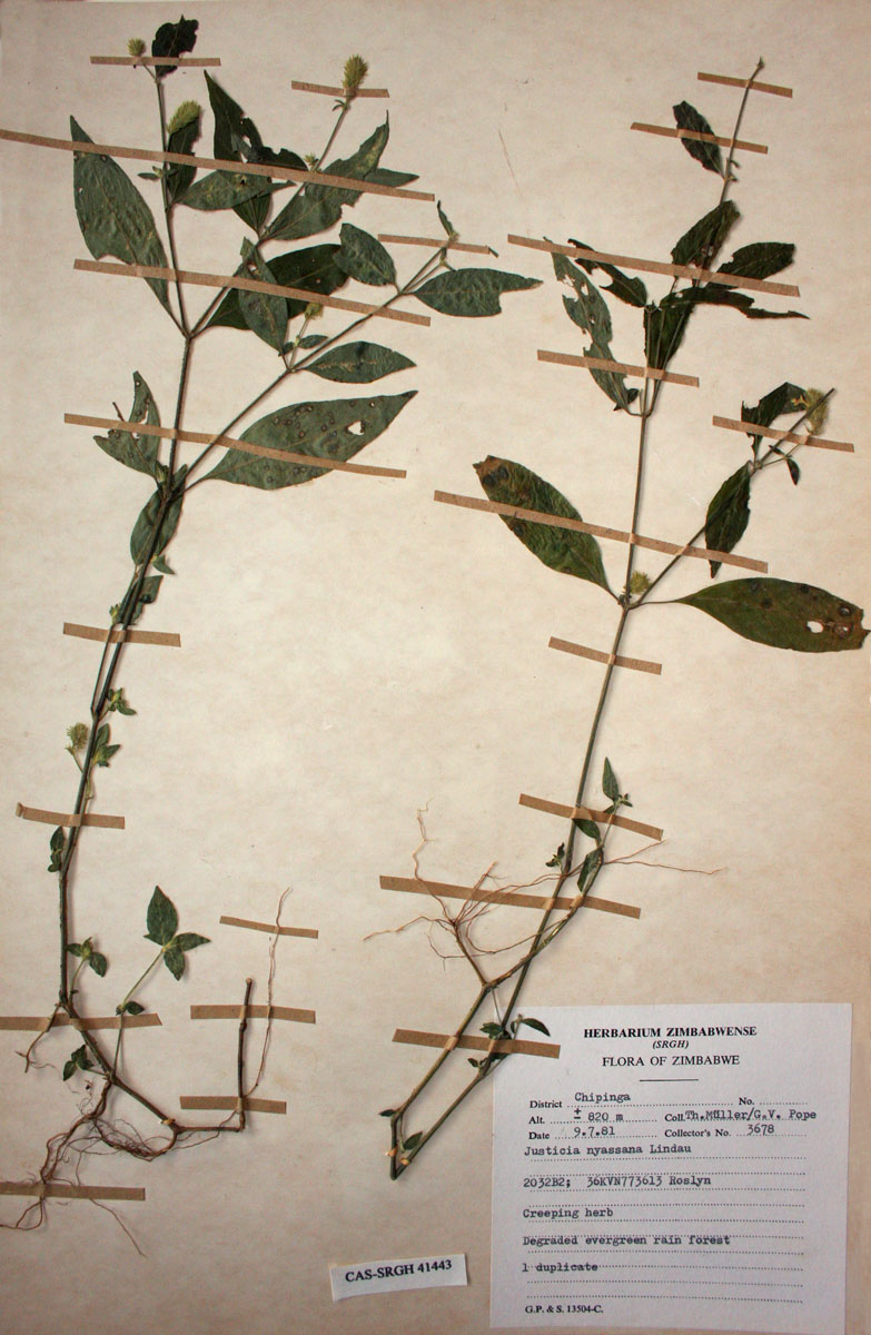 Justicia nyassana Justicia nyassana