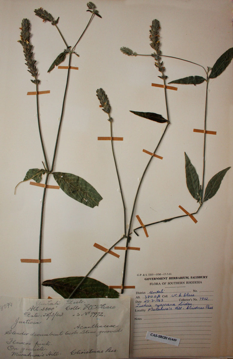 Justicia nyassana