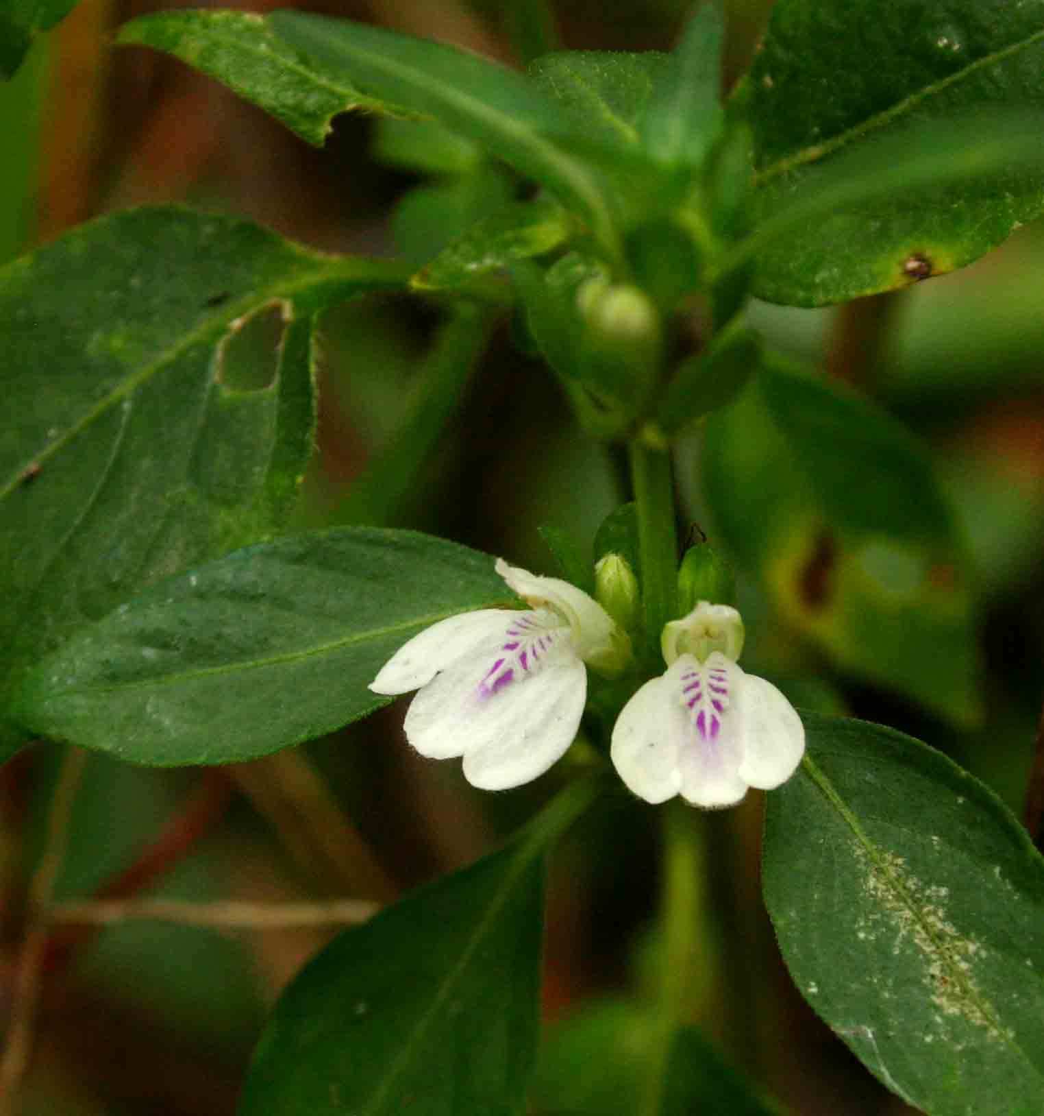 Justicia striata Justicia striata