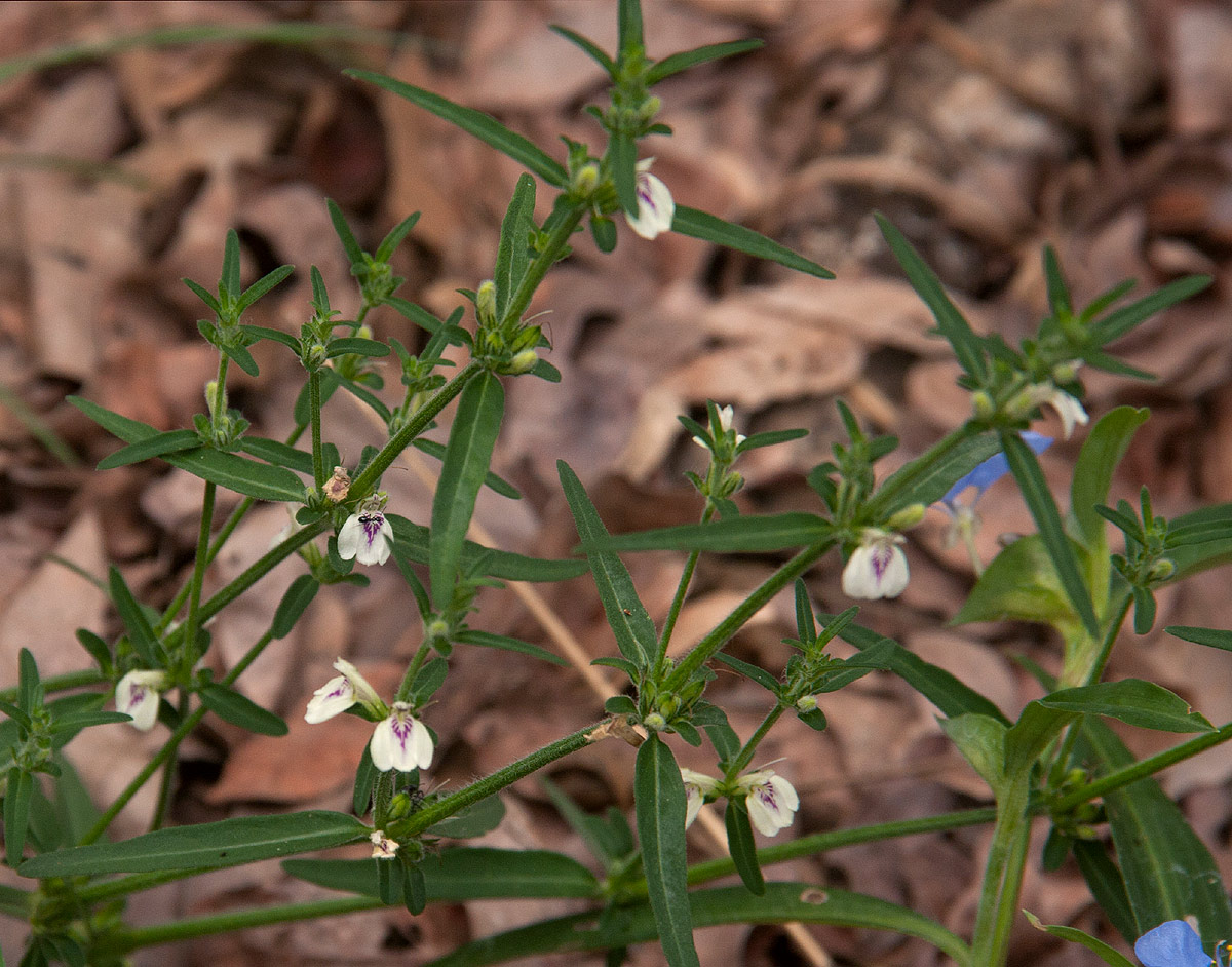 Justicia striata Justicia striata