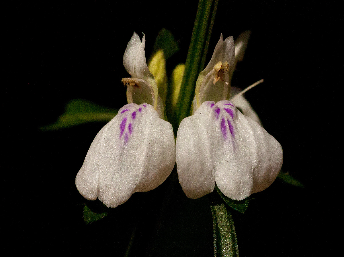 Justicia striata Justicia striata