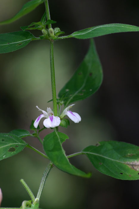 Justicia striata Justicia striata