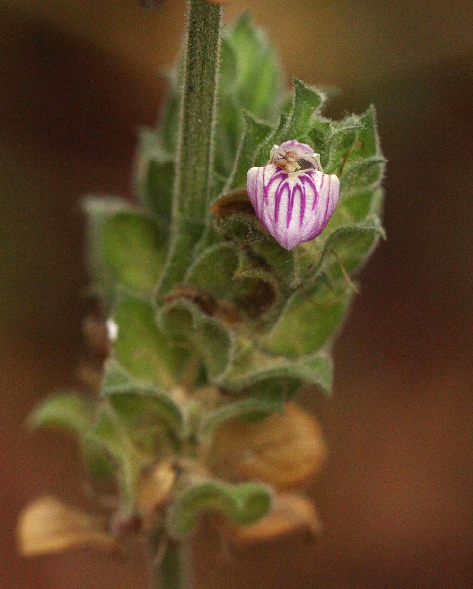 Meiosperma bracteatum