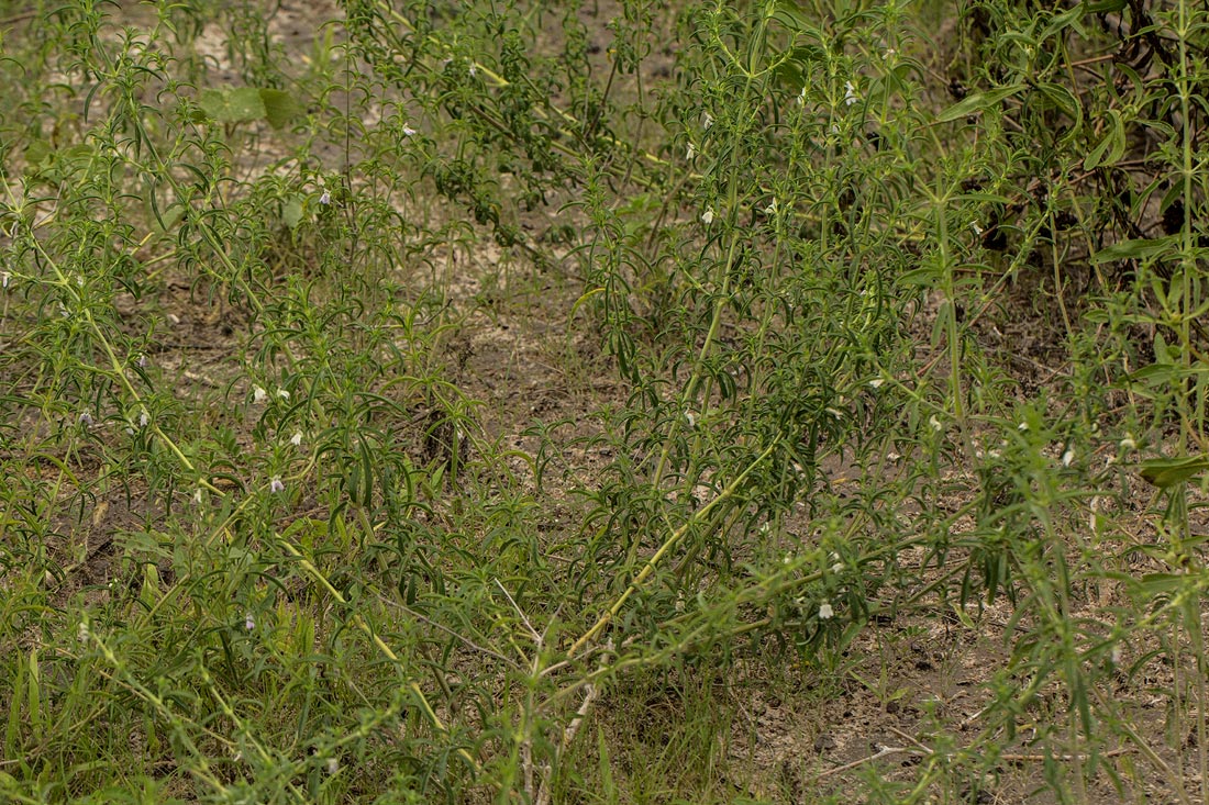 Pogonospermum divaricatum Pogonospermum divaricatum