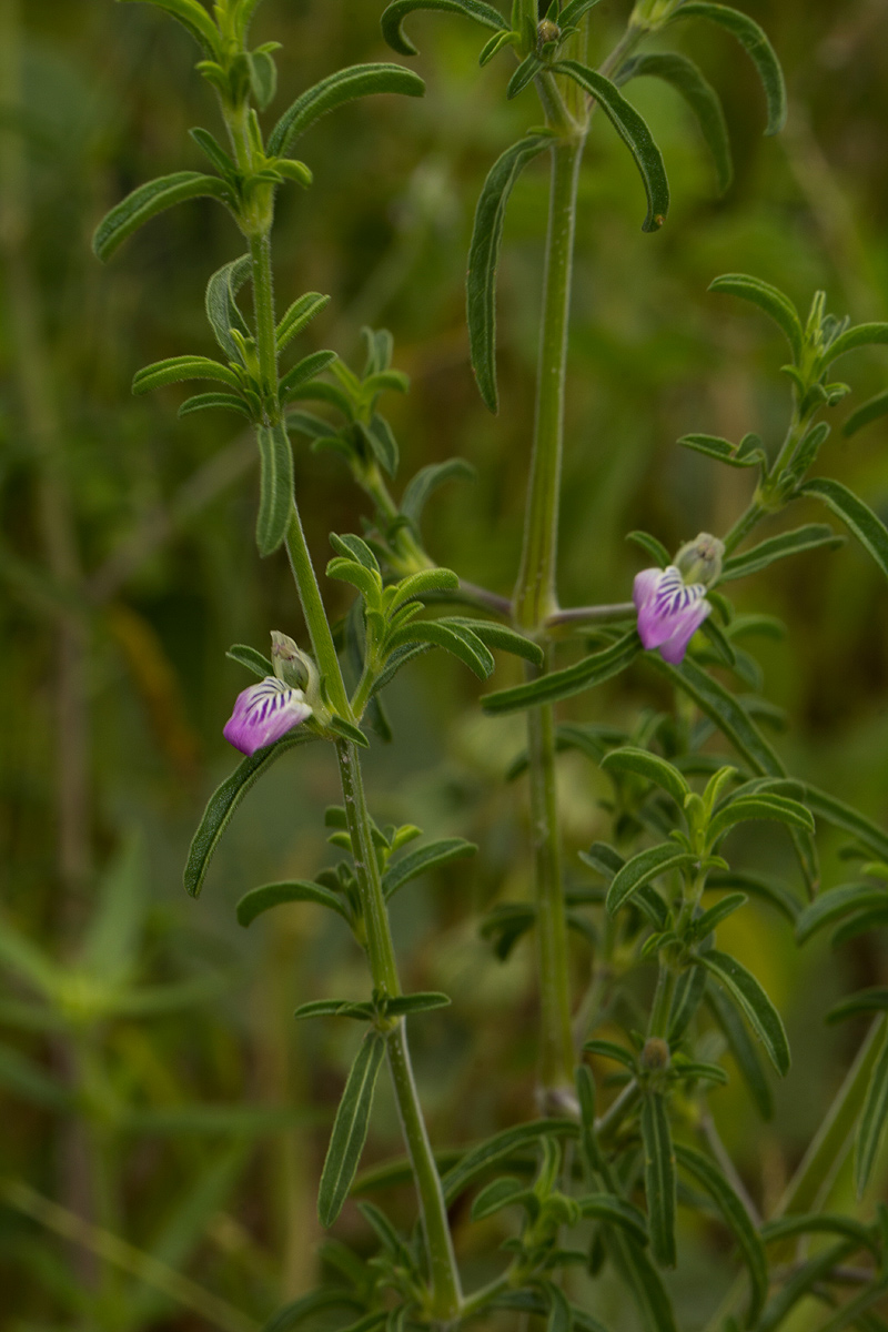 Pogonospermum divaricatum Pogonospermum divaricatum