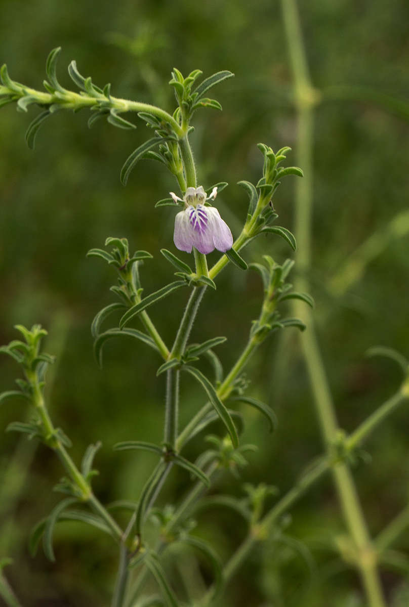 Pogonospermum divaricatum Pogonospermum divaricatum