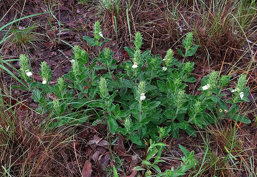 Pogonospermum subsessile