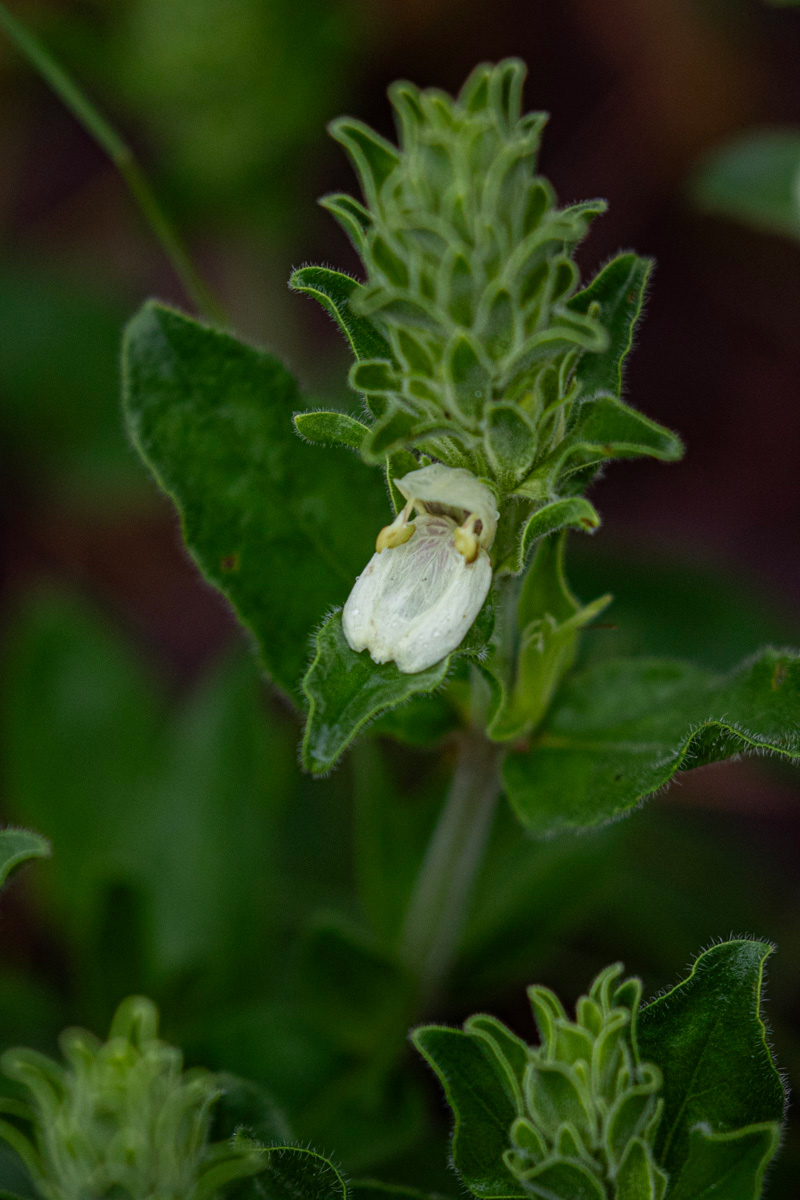 Pogonospermum subsessile