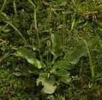 Plantago major