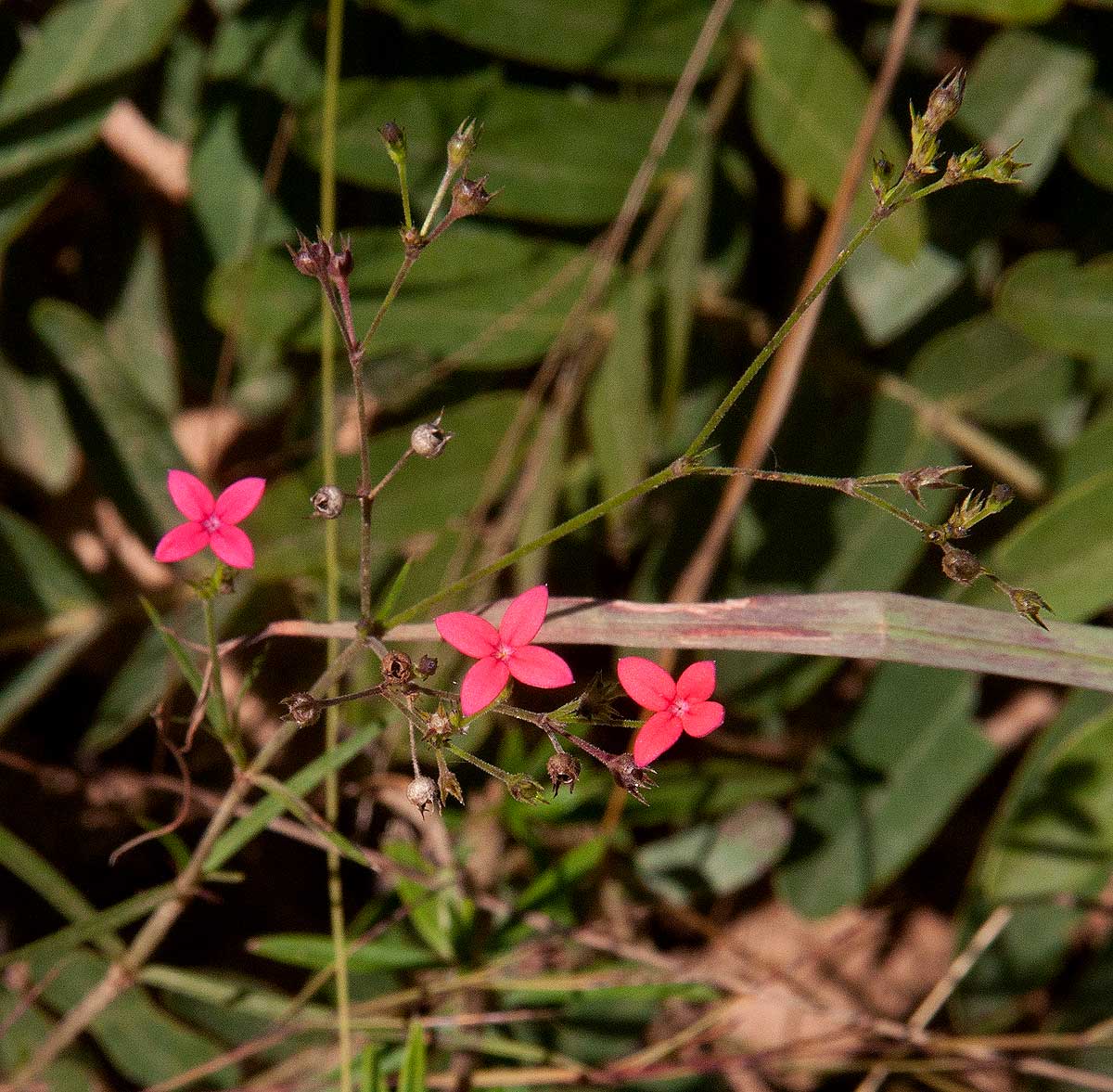 Cordylostigma longifolium Cordylostigma longifolium