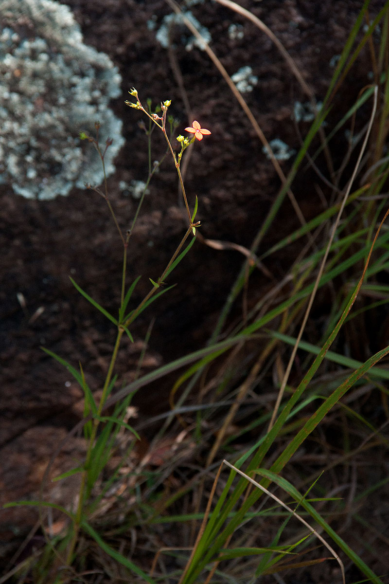 Cordylostigma longifolium