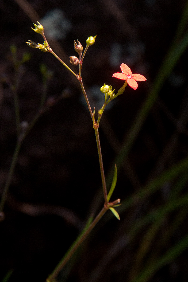 Cordylostigma longifolium