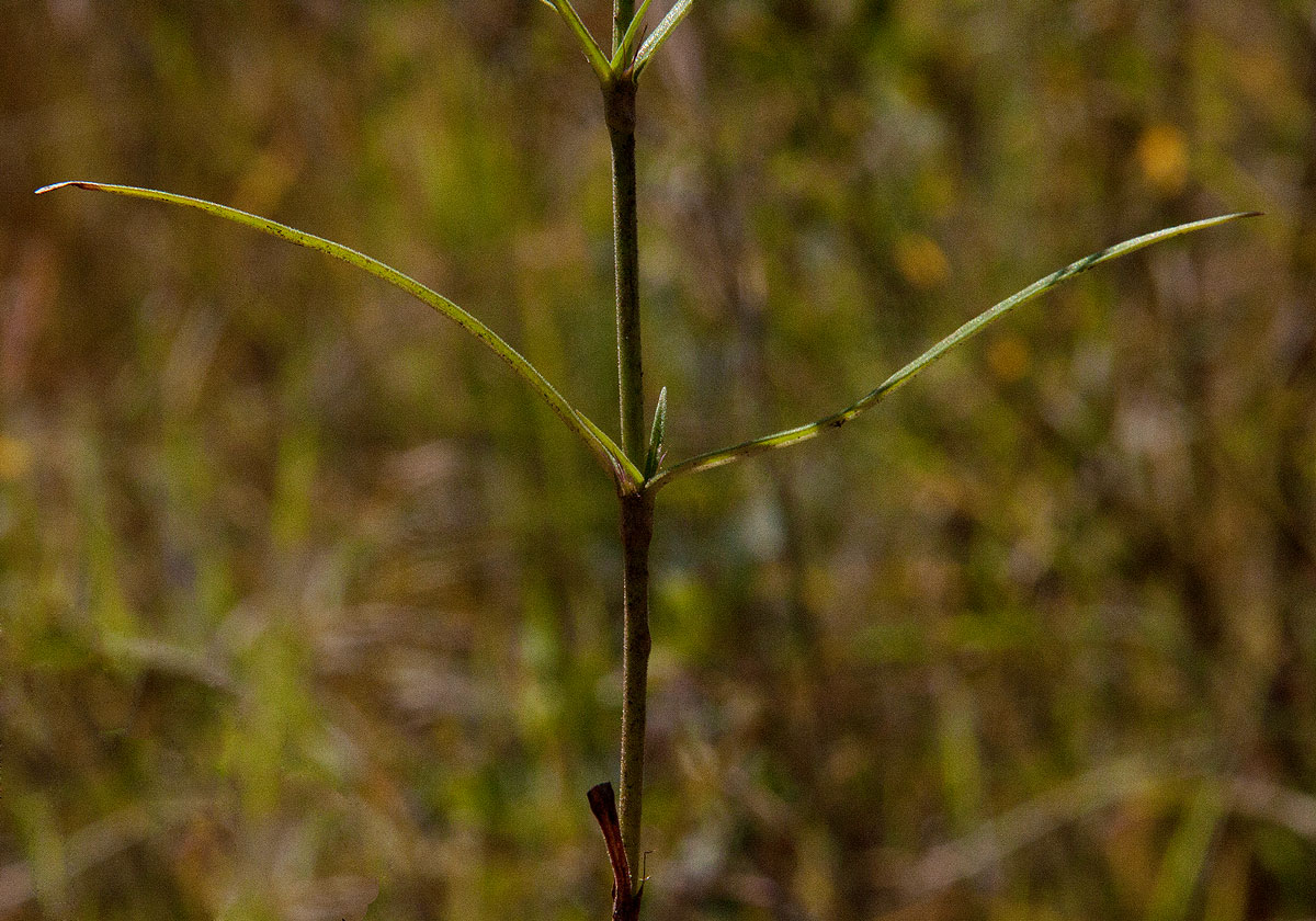 Cordylostigma longifolium Cordylostigma longifolium