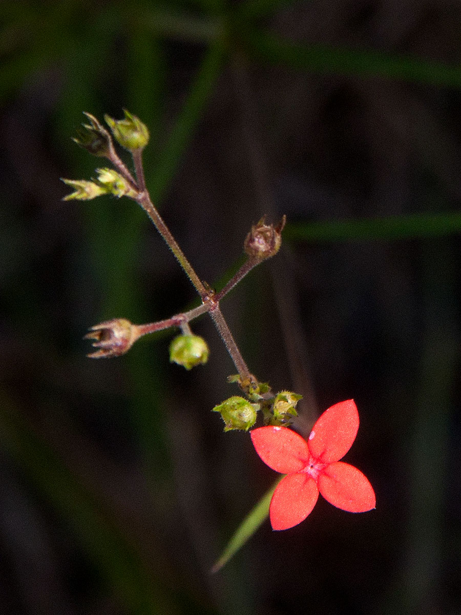 Cordylostigma longifolium Cordylostigma longifolium
