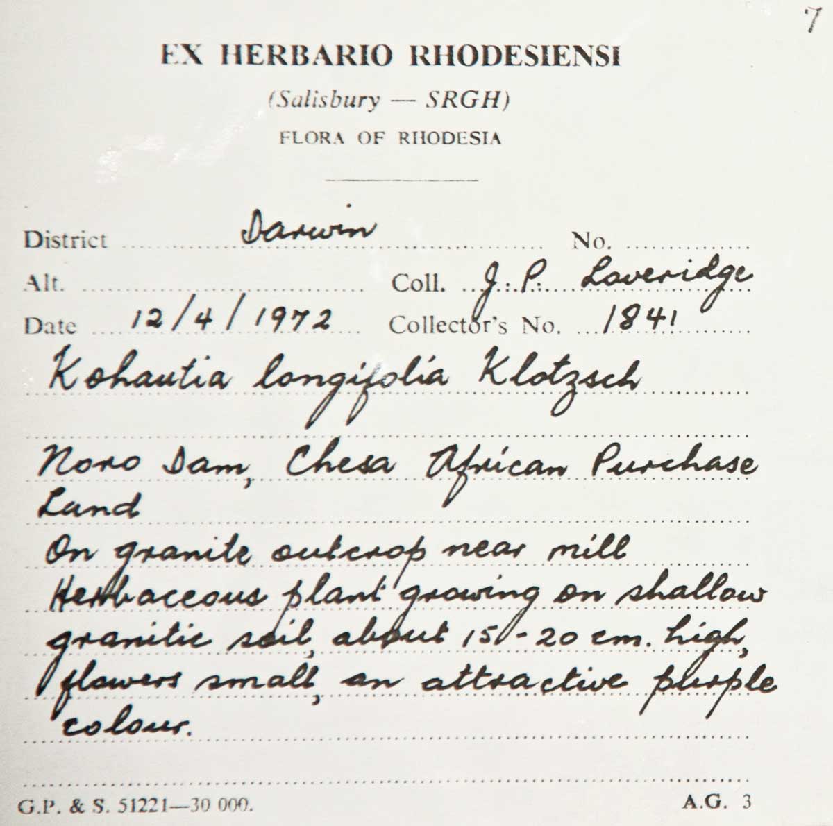 Cordylostigma longifolium