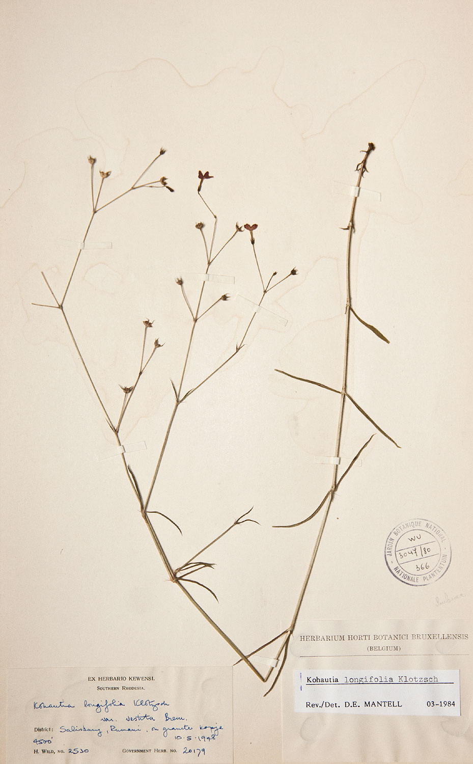 Cordylostigma longifolium