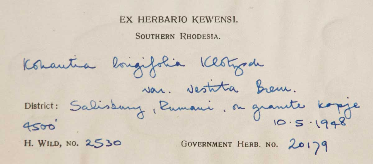 Cordylostigma longifolium