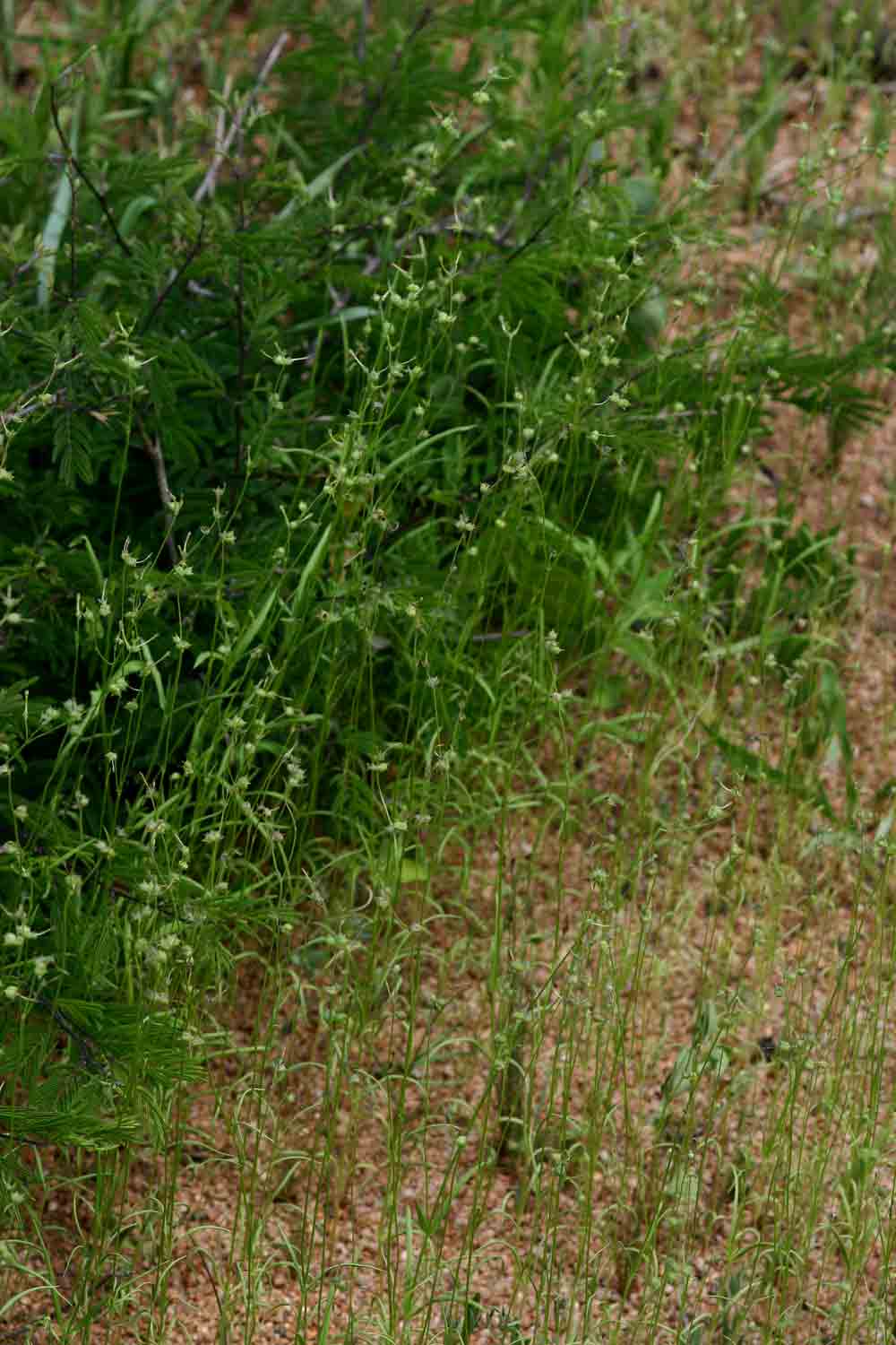 Kohautia subverticillata subsp. subverticillata Kohautia subverticillata subsp. subverticillata