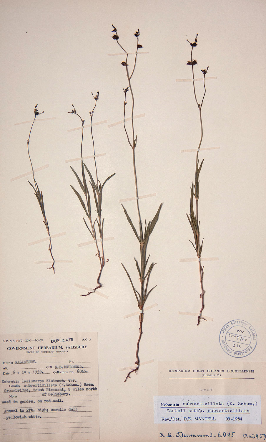 Kohautia subverticillata subsp. subverticillata
