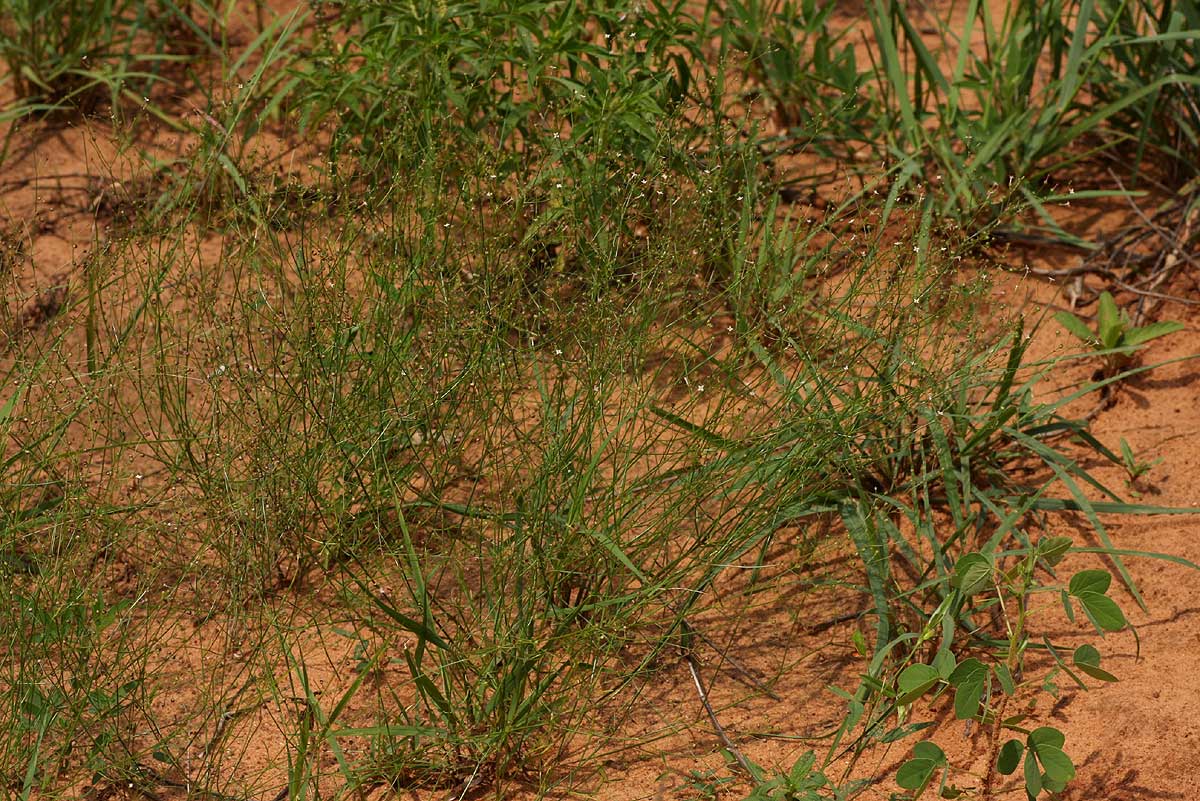 Cordylostigma virgatum