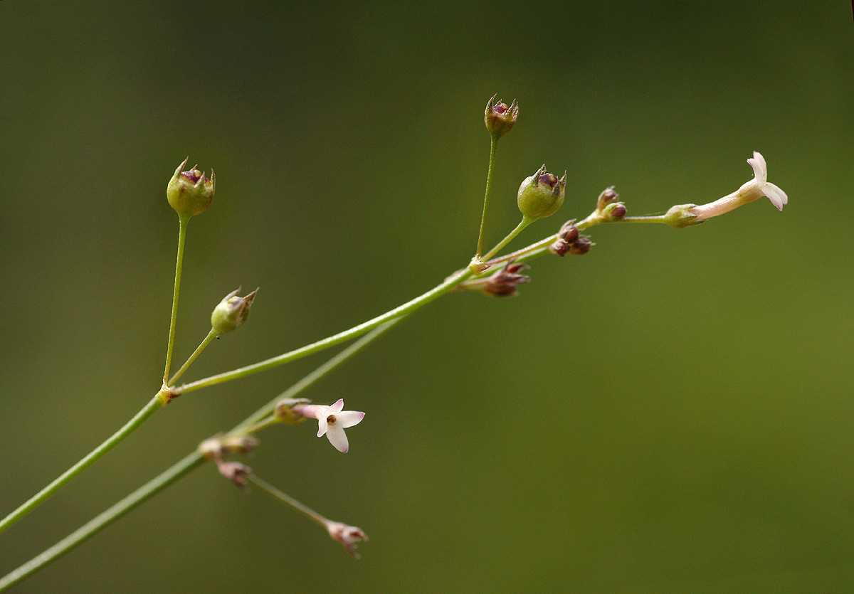 Cordylostigma virgatum