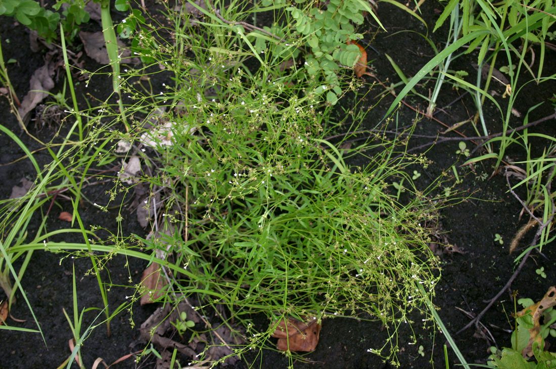 Cordylostigma virgatum