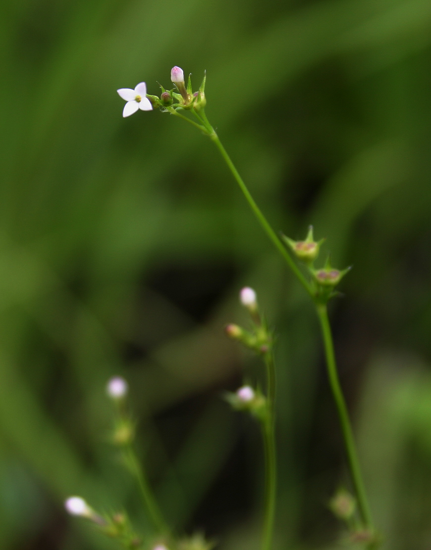 Cordylostigma virgatum